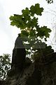 meiningen-082009-055